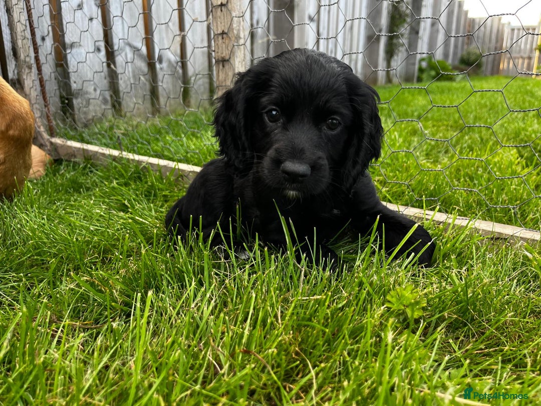 Cocker Spaniel dogs for sale: Gorgeous KC Working Cocker Spaniel Puppy Available - Image 1