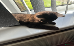 British Shorthair cats for sale: British short hair kitten chocolate brown - Image 1