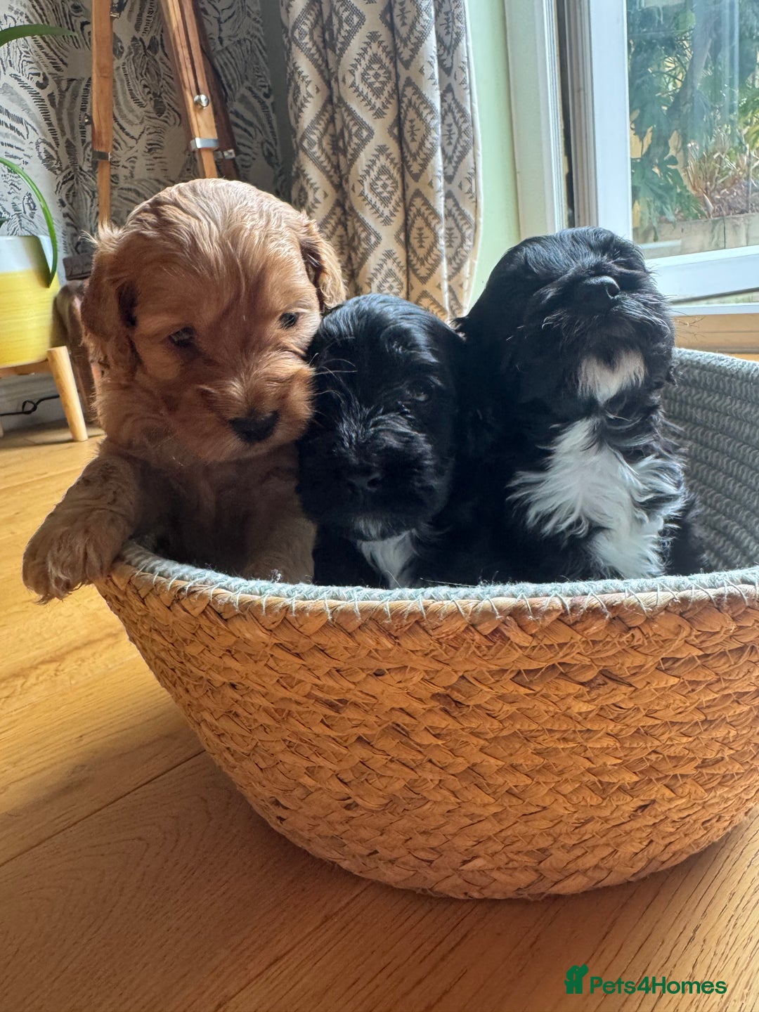 Cockapoo dogs for sale: Last Male fantastic champion line 20 combined  - Image 25