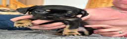 Mixed Breed dogs for sale: Imperial Shitzu cross Russian toy terrier tiny gir - Advert 29