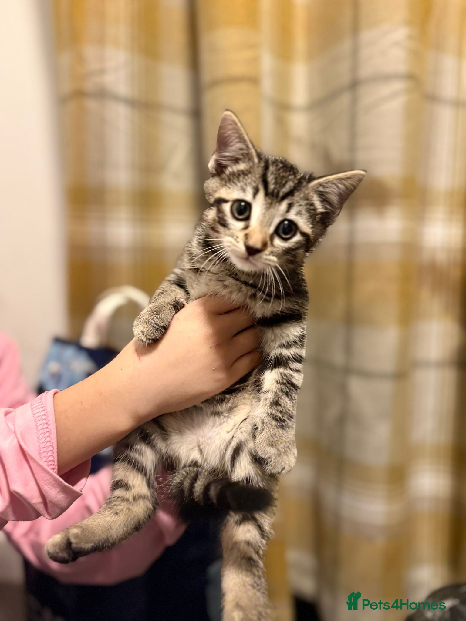 Mixed Breed cats Gorgeous BSH×TABBY BENGAL Kittens - Advert 1