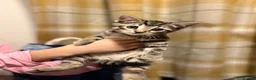 Mixed Breed cats for sale: Gorgeous BSH×TABBY BENGAL Kittens - Advert 1