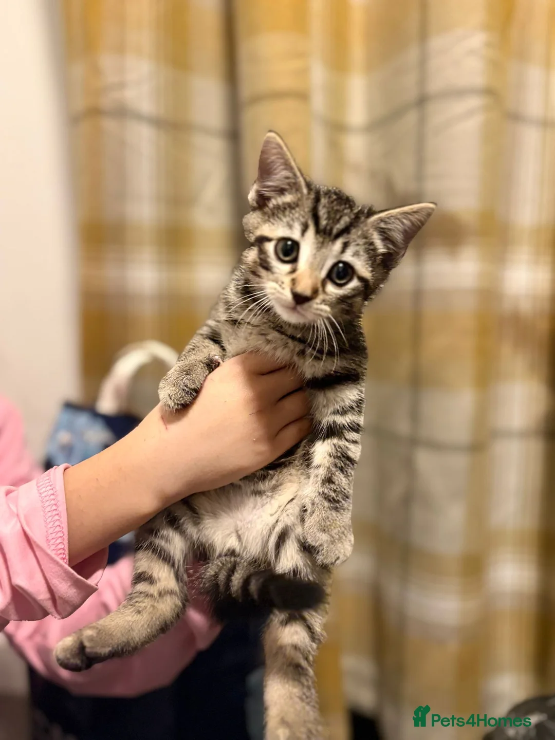 Mixed Breed cats for sale: Gorgeous BSH×TABBY BENGAL Kittens - Advert 1