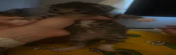 Mixed Breed cats for sale: 3 beautiful kittens  - Advert 7