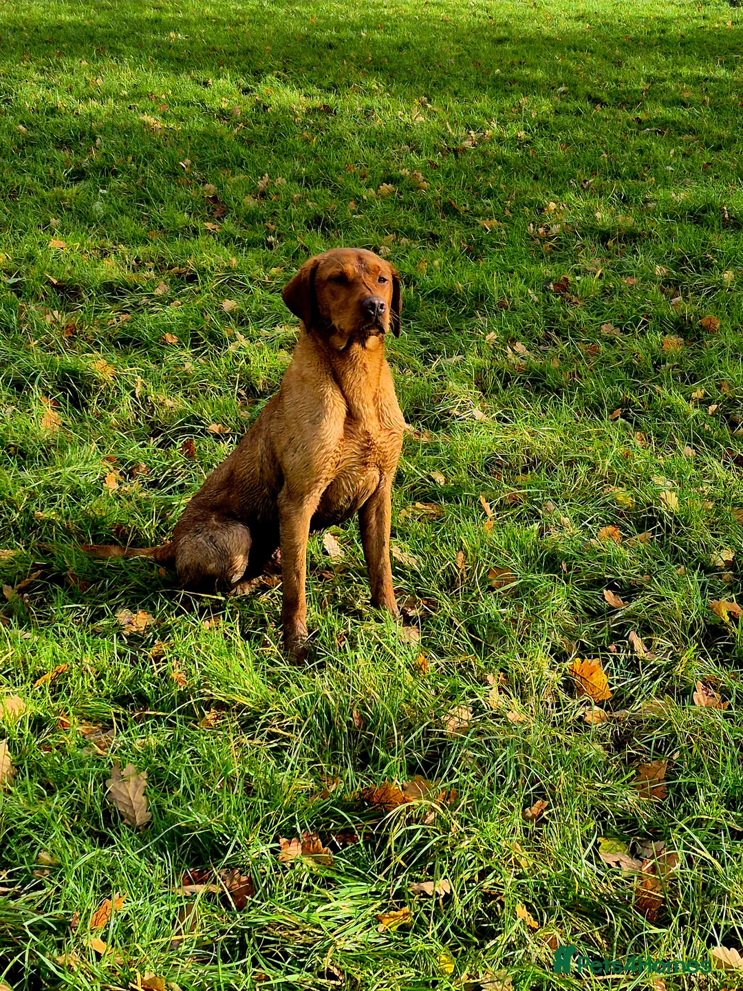 Labrador Retriever dogs for stud: Bert health tested stud  - Advert 4