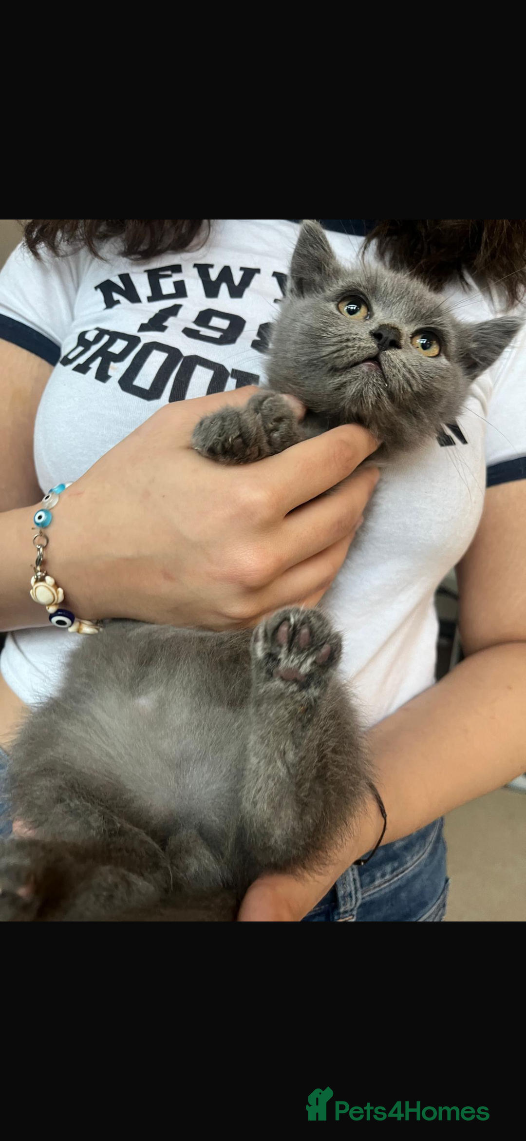 Mixed Breed cats for sale: Persian x Russian blue & British shorthair - Image 12