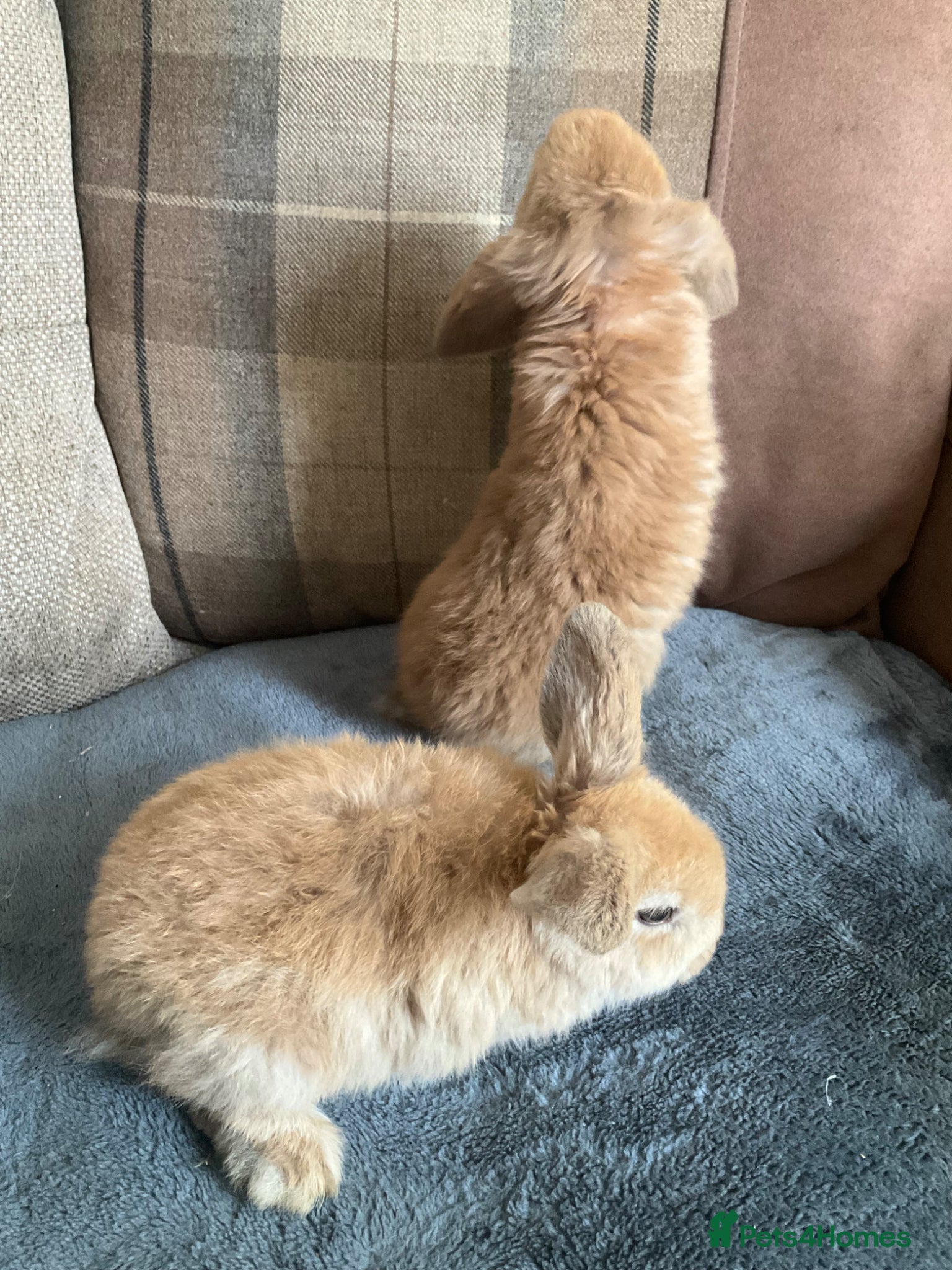 Mini Lop rabbits for sale: Mini lops - Advert 7