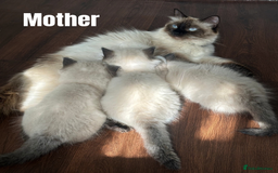 Ragdoll cats for sale: Beautiful Ragdoll kittens - Image 12