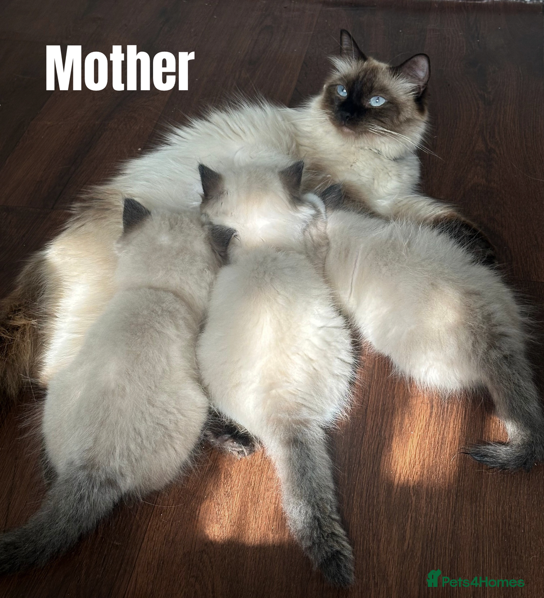 Ragdoll cats for sale: Beautiful Ragdoll kittens - Image 12