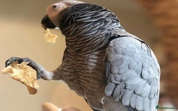Parrots birds for sale: Brilliant, Talkative and the African Grey Parrot - Image 2