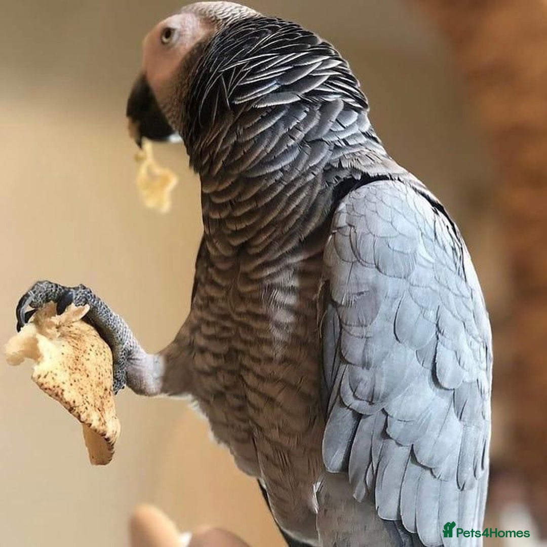 Parrots birds for sale: Brilliant, Talkative and the African Grey Parrot - Image 2