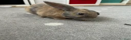 Mini Lop rabbits for sale: Rolo, 6 months - Advert 6