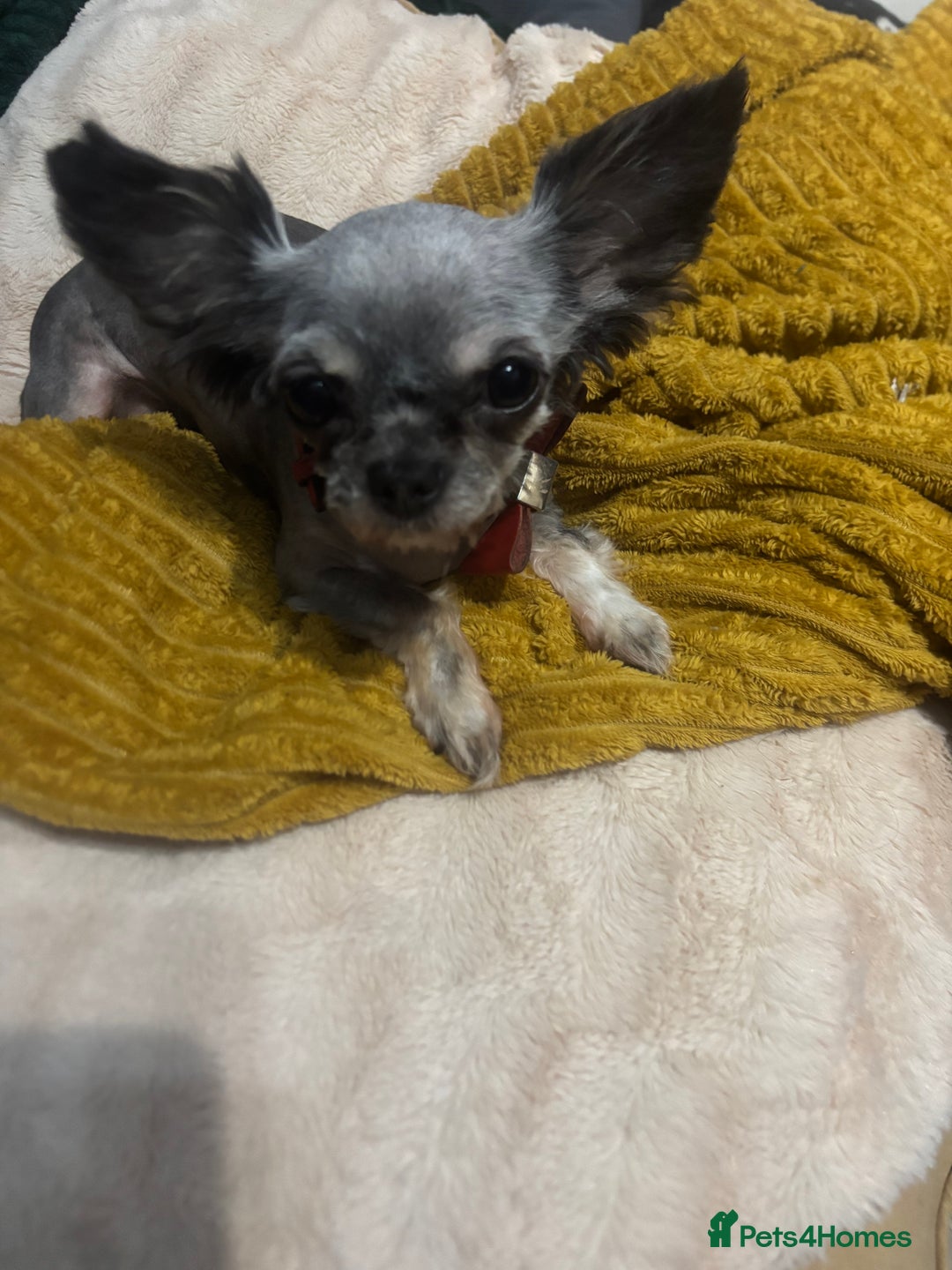 Chihuahua dogs for sale: Chihuahua pups - Advert 2