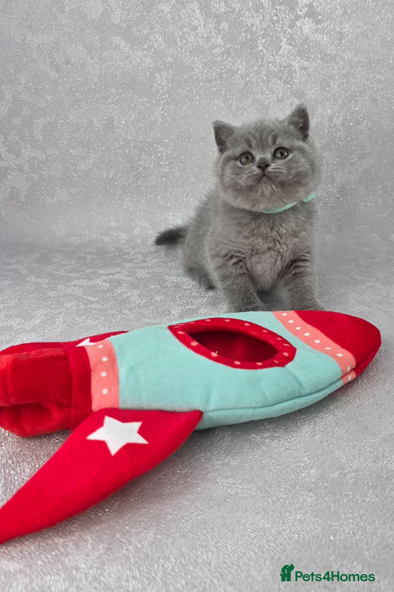 British Shorthair cats for sale: CHAMPION SIRED BSH KITTENS AVAILABLE TO RESERVE - Advert 7