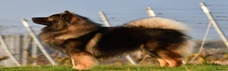 Eurasier dogs for sale: EXQUISPITZ Lovingly home reared Euraiser Puppies  - Advert 8