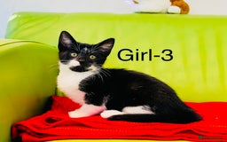 Mixed Breed cats for sale: Beautiful ,clever ,healthy village Kittens - Image 17