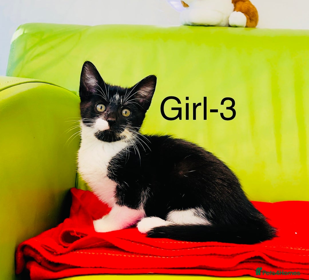 Mixed Breed cats for sale: Beautiful ,clever ,healthy village Kittens - Image 17