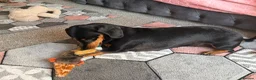 Dachshund dogs for sale: Forsale  in Wellington - Advert 1