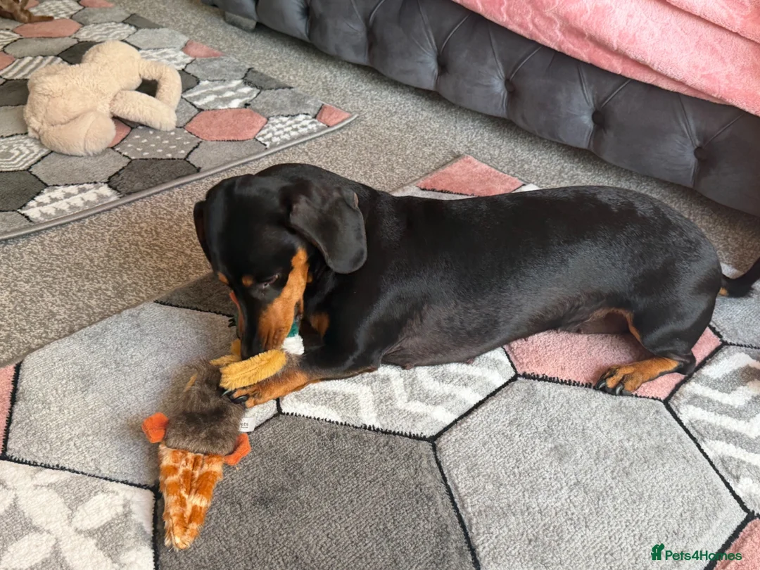 Dachshund dogs for sale: Forsale  in Wellington - Advert 1