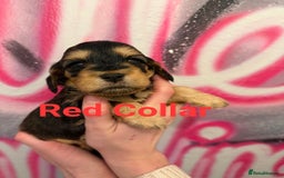 Cockapoo dogs for sale: *STUNNING F1 COCKAPOO PUPPIES* - Advert 11