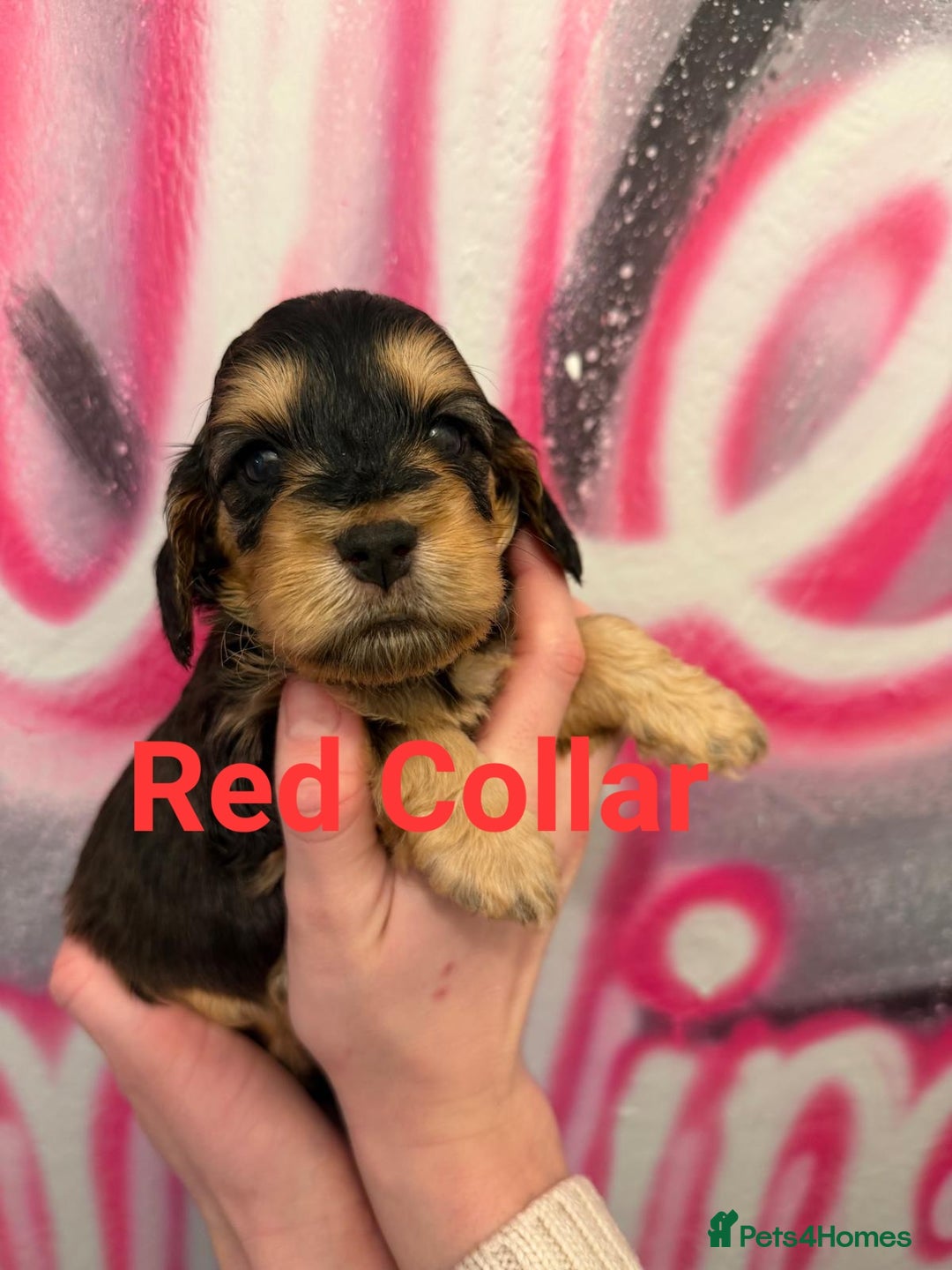 Cockapoo dogs for sale: *STUNNING F1 COCKAPOO PUPPIES* - Advert 11