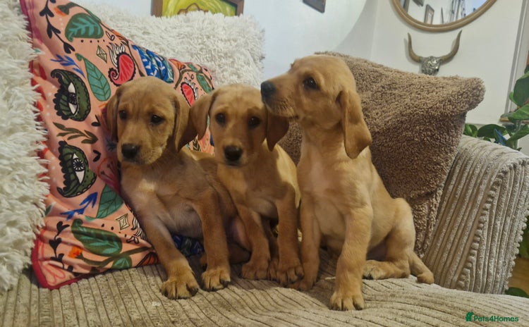 Labrador Retriever dogs - Advert 15