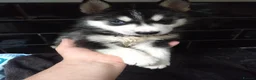 Siberian Husky dogs for sale: 7 siberian huskey puppies for sale £800 - Advert 5