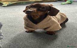 Dachshund dogs for stud: Stud Available — “Rolo” the Chocolate Dachshund  - Image 20