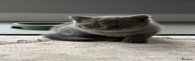 British Shorthair 