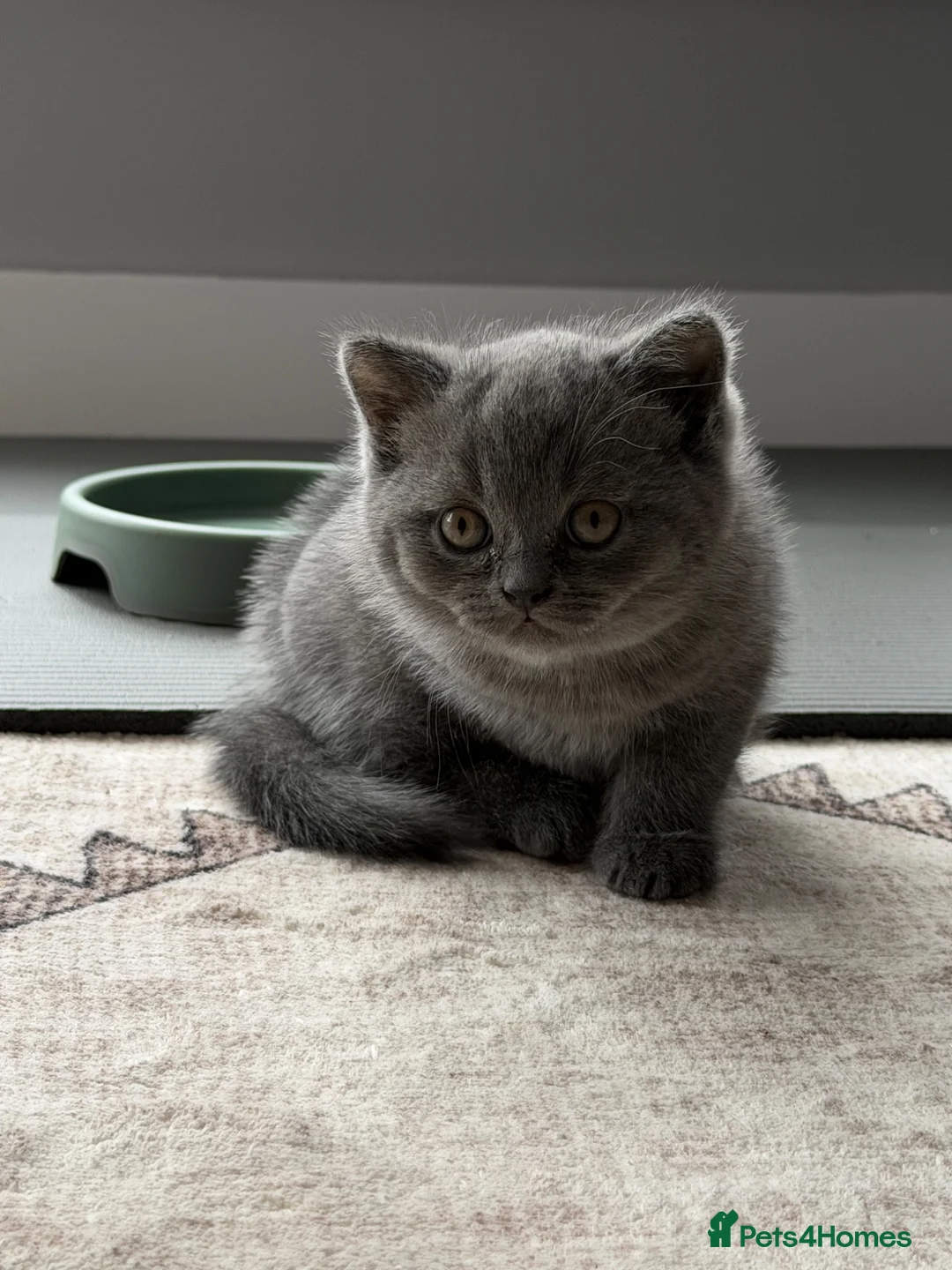 British Shorthair cats for sale: Beautiful British Shorthair kitten  - Advert 12