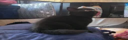 British Shorthair cats for sale: Rare Colour Black British Shorthair Kitten - Advert 12
