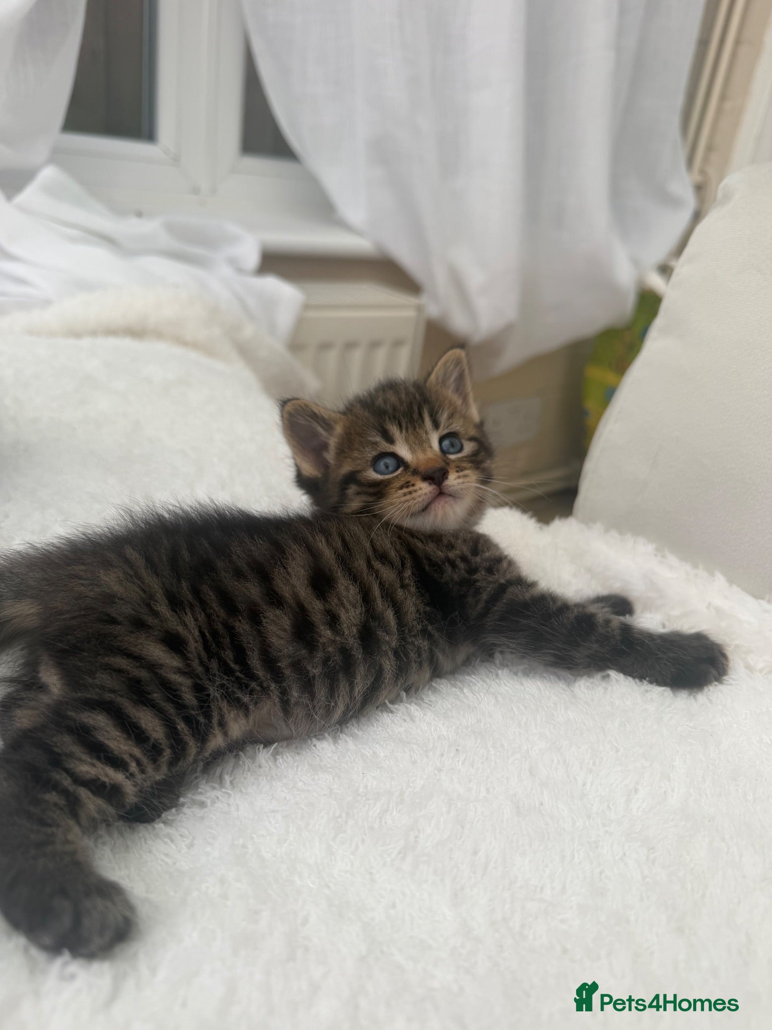 Mixed Breed cats Tabby male kittens and stunning black girl  - Advert 6
