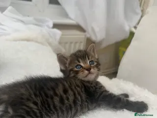 Mixed Breed cats Tabby male kittens and stunning black girl - Advert 1