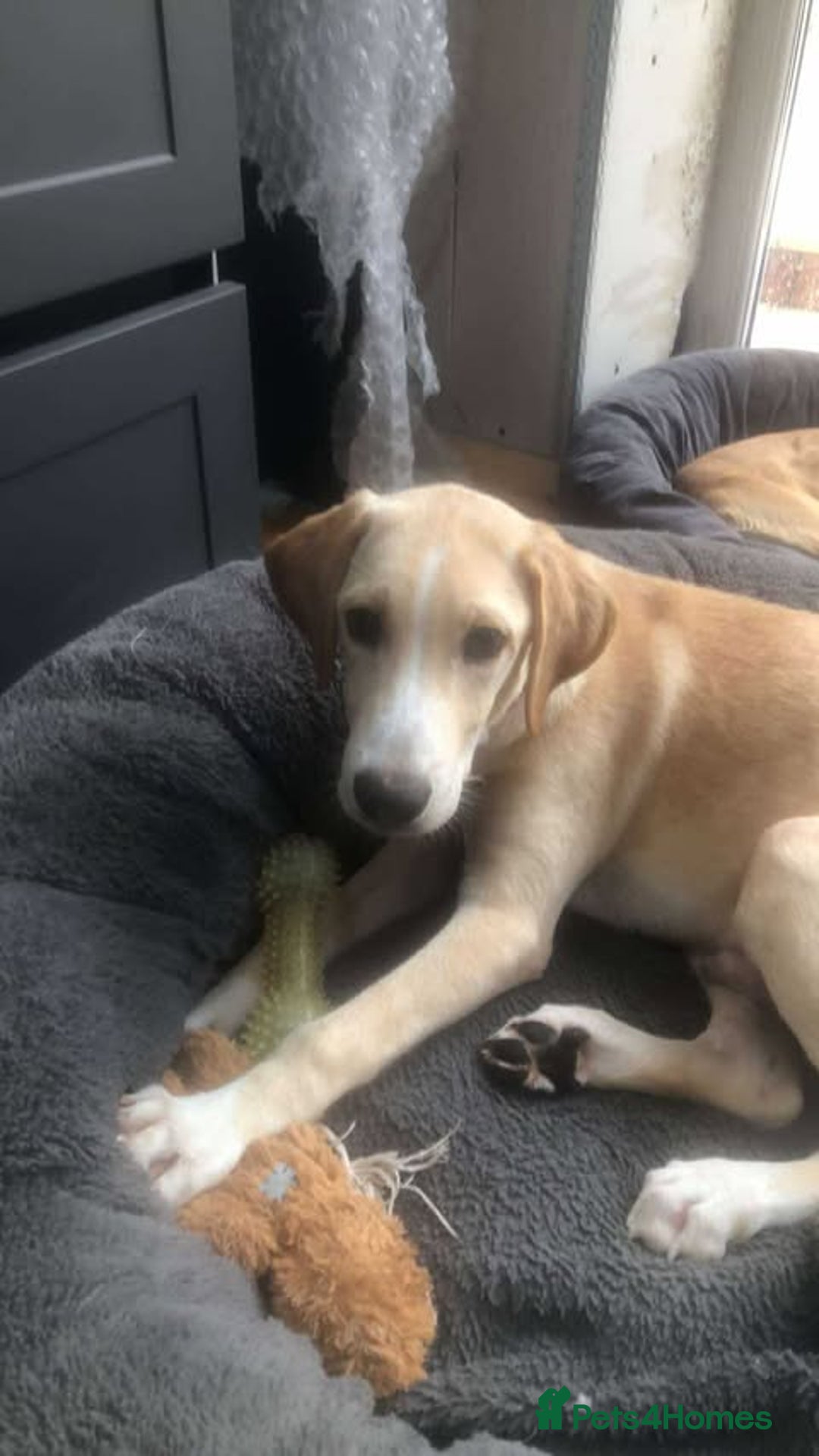 Mixed Breed dogs for adoption: **Meet Otello – The Pup with a Sparkle!** - Image 3