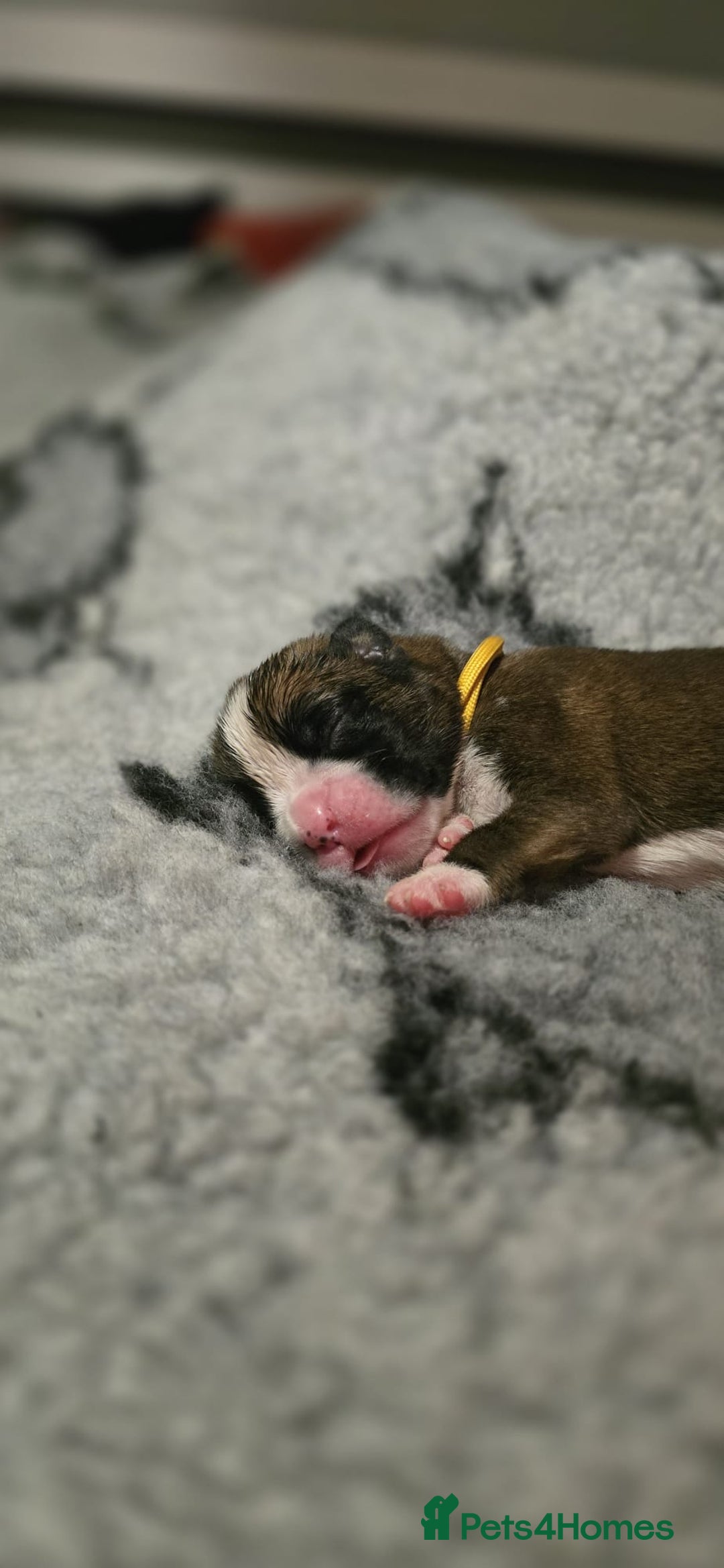 Boxer dogs for sale: Boxer puppies - Image 12