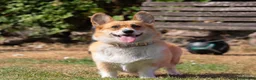 Welsh Corgi Pembroke dogs for sale: Beautiful Welsh Pembroke corgi female  - Advert 9