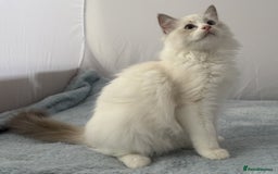 Ragdoll cats for sale: Playful Pedigree Ragdoll Kittens Available - Image 22