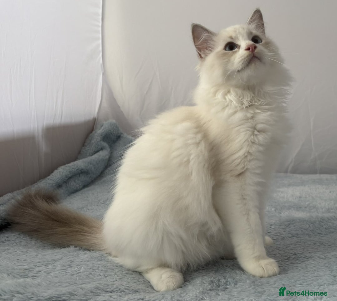 Ragdoll cats for sale: Playful Pedigree Ragdoll Kittens Available - Image 22