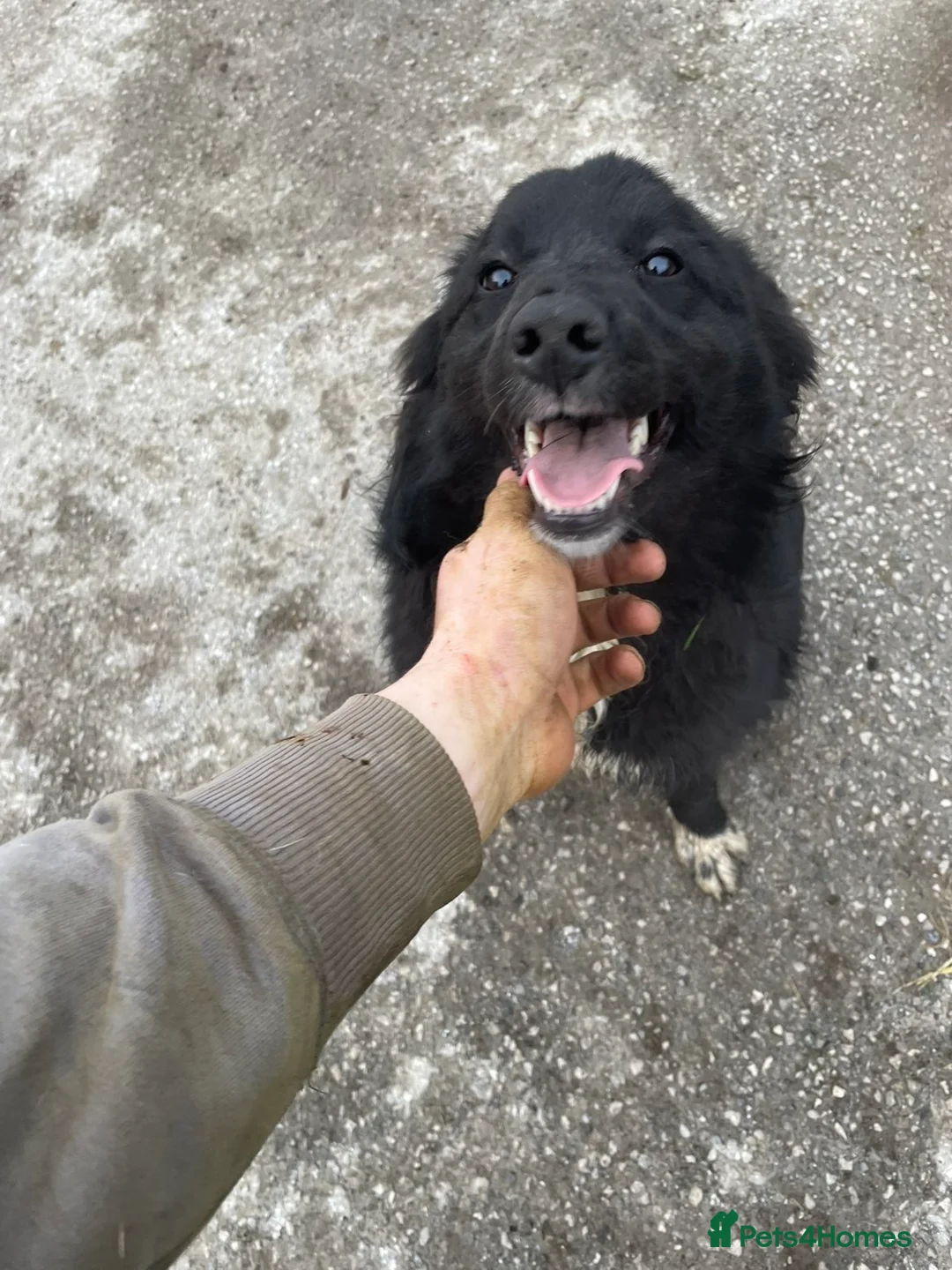 Border Collie dogs for sale: Meg our Beautiful Collie  - Advert 4