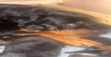 Rottweiler dogs - Advert 6