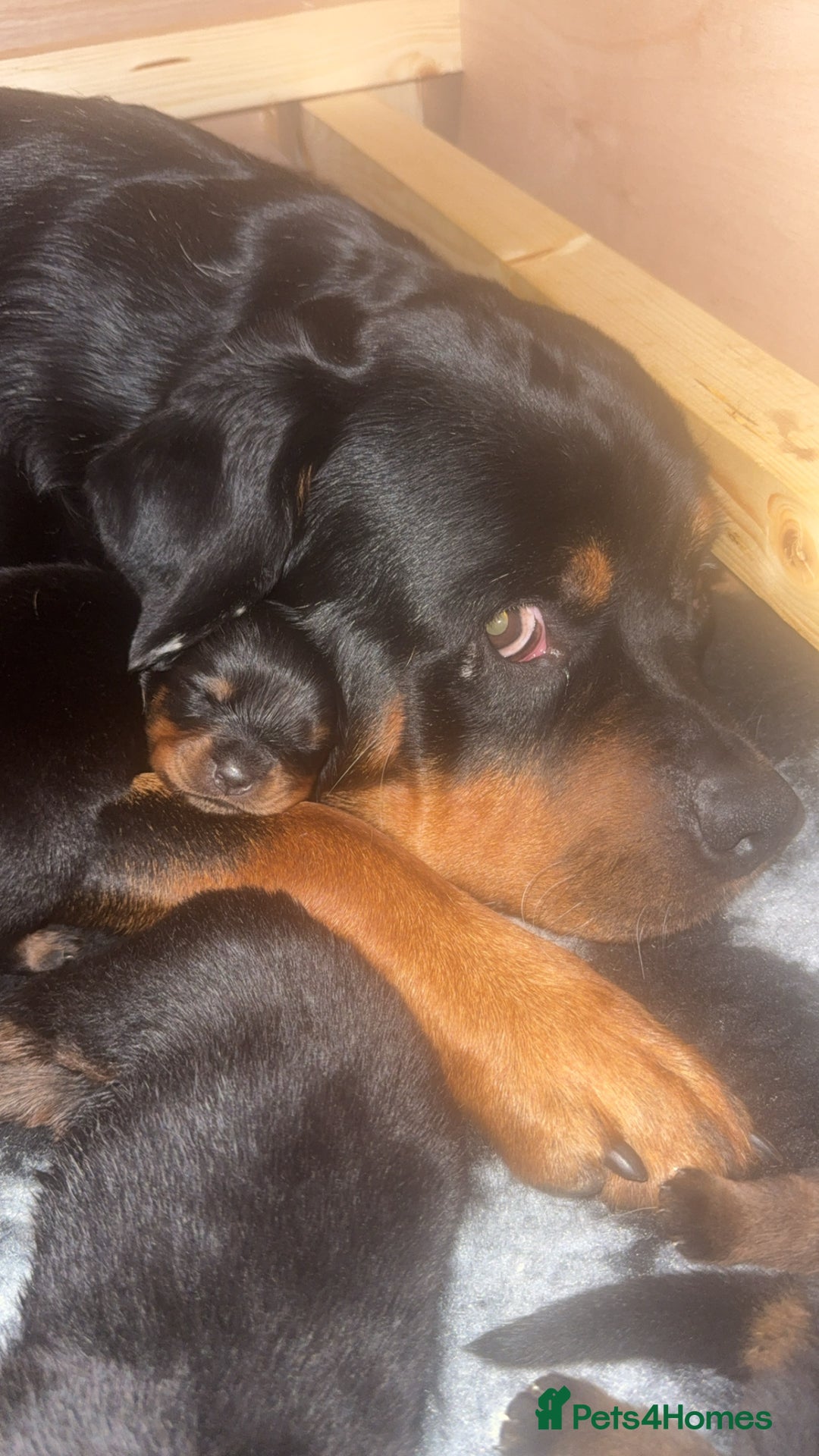 Rottweiler dogs for sale: champion bloodline full German pedigree pups  - Advert 4