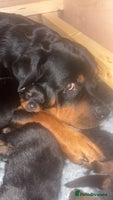Rottweiler dogs - Advert 16