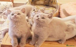 British Shorthair cats for sale: Top Quality British Shorthair kittens  - Image 5