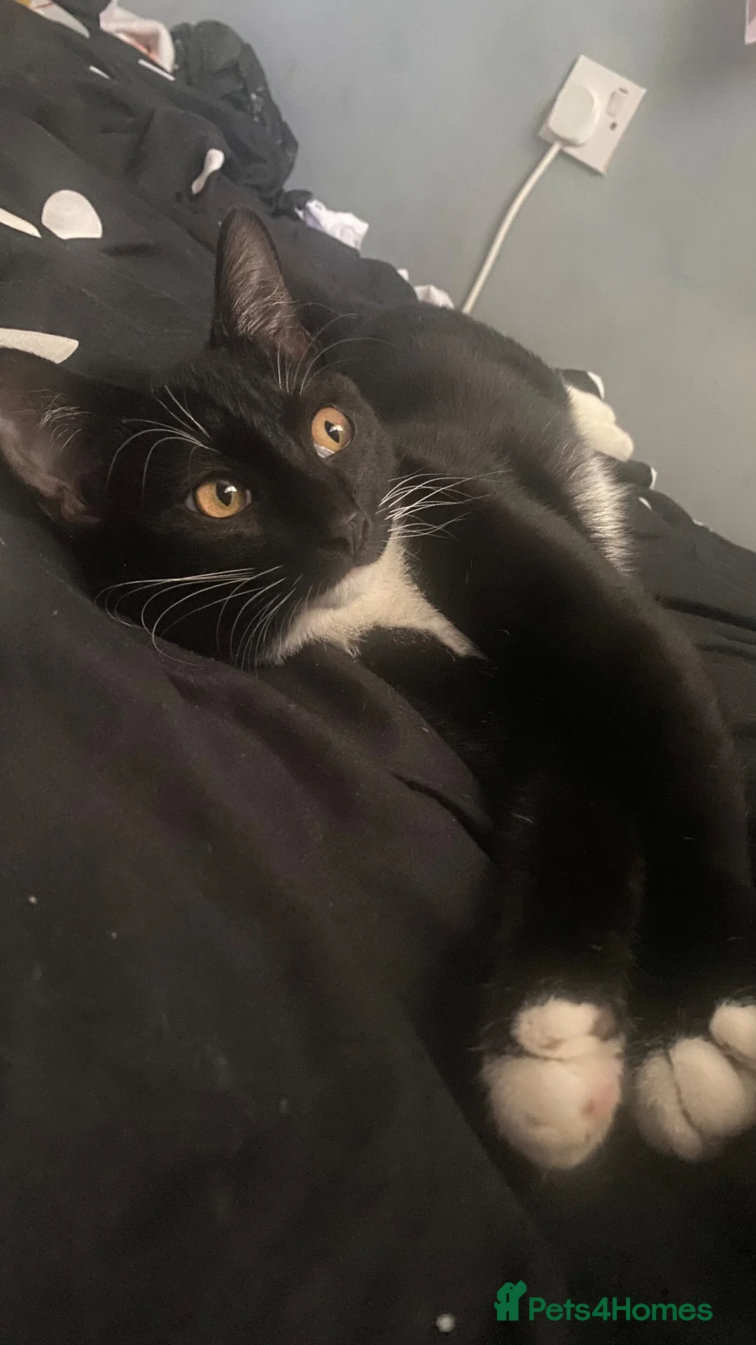 Domestic Shorthair cats for sale: Tuxedo cat (domestic shorthair)🐈‍⬛ - Advert 2