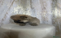 Pomeranian dogs for sale: Pomeranian boy - Image 3