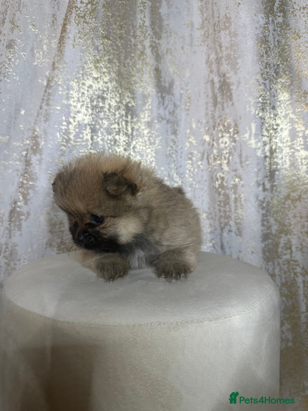 Pomeranian dogs for sale: Pomeranian boy - Image 3