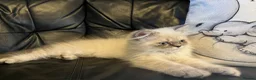 Persian cats for sale: Ready Now -  playful colourpoint Persian kitten(M) - Advert 4
