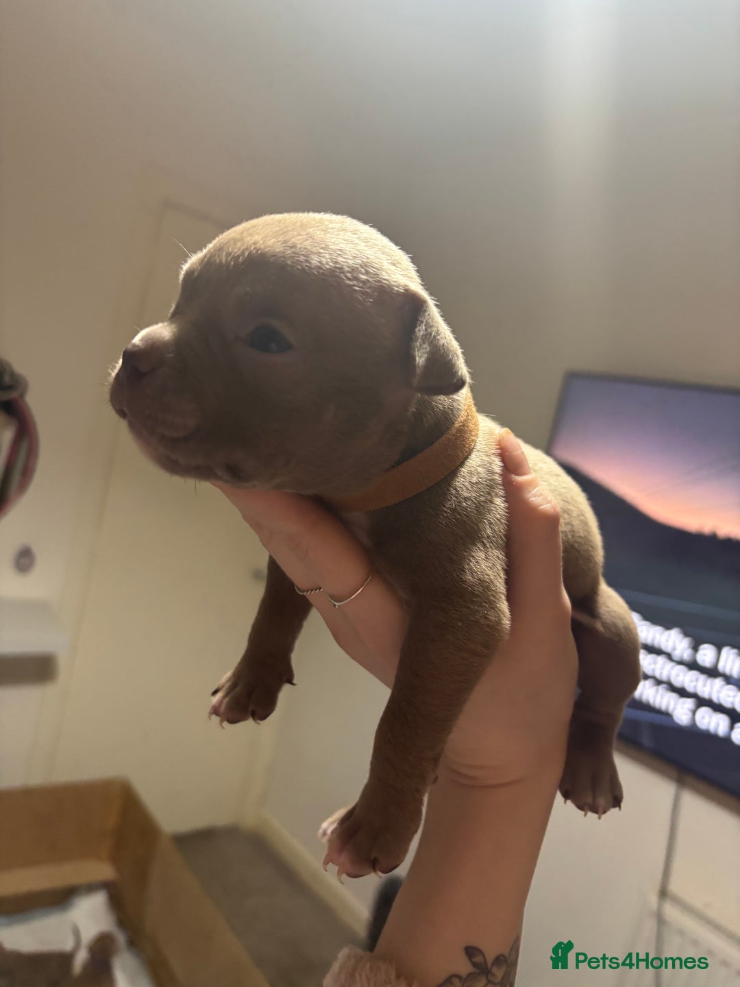 American Bully dogs for sale: Pocket Bully Puppies - Advert 13