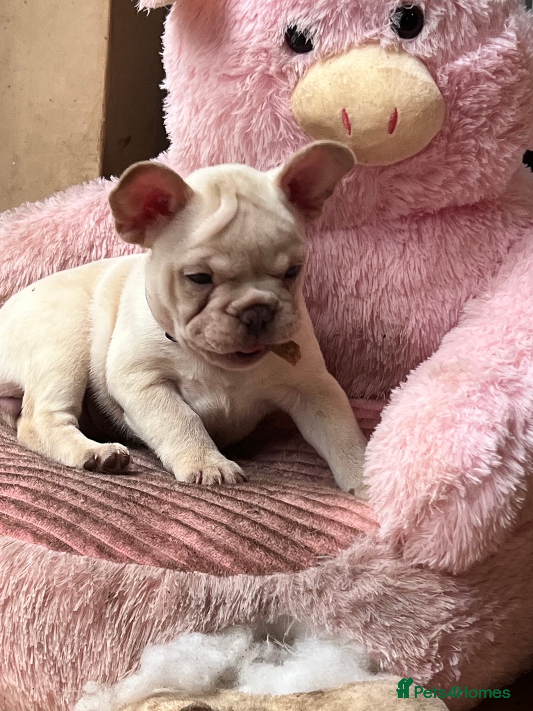 French Bulldog dogs for sale: Beautiful French Bulldog Puppies - Image 12