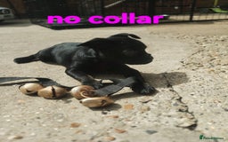 Mixed Breed dogs for sale: Bruxellois griffon x frenchie puppies  - Image 3
